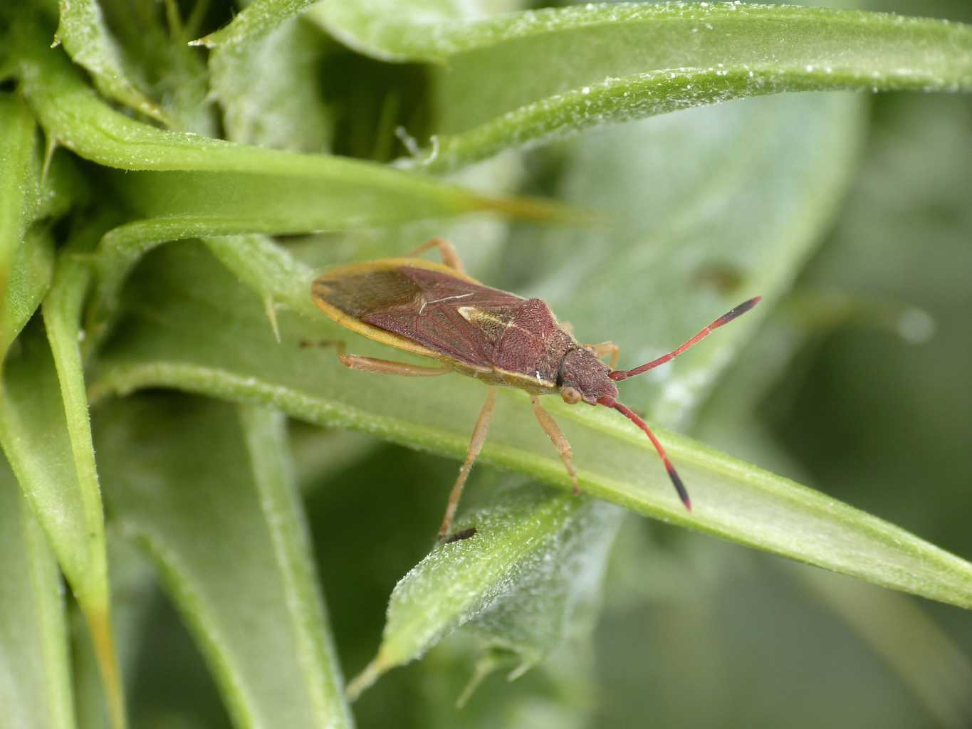 Maccevethus sp. - Tolfa (RM)